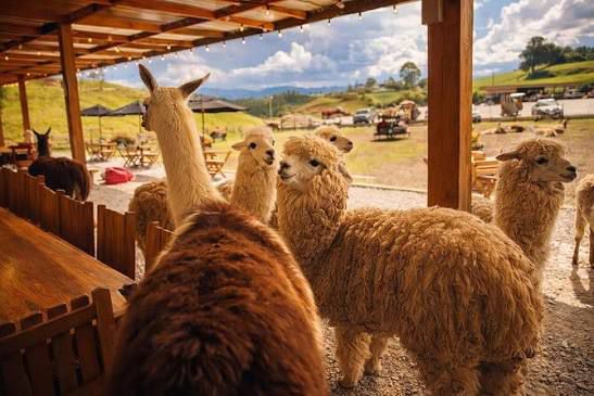 Farm Stop during the Spanglish Guatapé Experience